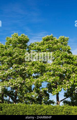 Catalpa speciosa - Northern Catalpa Bäume mit weißen Blüten und Samenkapseln im Frühjahr. Stockfoto