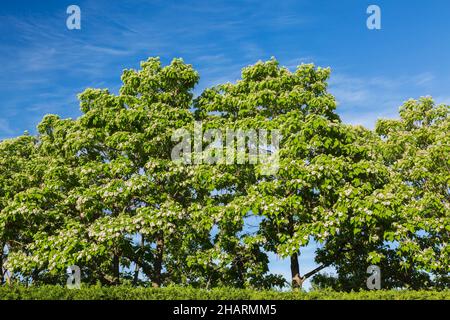 Catalpa speciosa - Northern Catalpa Bäume mit weißen Blüten und Samenkapseln im Frühjahr. Stockfoto