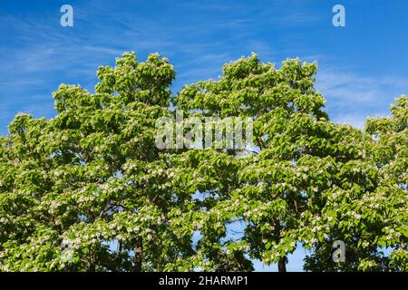 Catalpa speciosa - Northern Catalpa Bäume mit weißen Blüten und Samenkapseln im Frühjahr. Stockfoto