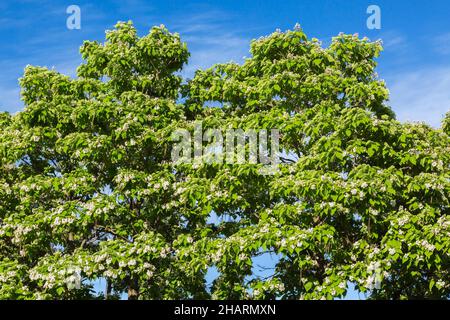 Catalpa speciosa - Northern Catalpa Bäume mit weißen Blüten und Samenkapseln im Frühjahr. Stockfoto