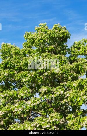 Catalpa speciosa - nördlicher Catalpa Baum mit weißen Blüten und Samenkapseln im Frühling. Stockfoto