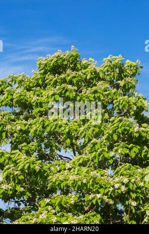 Catalpa speciosa - nördlicher Catalpa Baum mit weißen Blüten und Samenkapseln im Frühling. Stockfoto