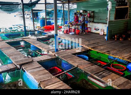 Frischer Fisch mit Tanks in einem Restaurant in einem vietnamesischen Fischerdorf. Beliebt bei Reiseunternehmen und Touristen. Stockfoto