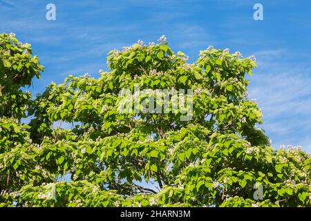 Catalpa speciosa - Northern Catalpa Bäume mit weißen Blüten und Samenkapseln im Frühjahr. Stockfoto