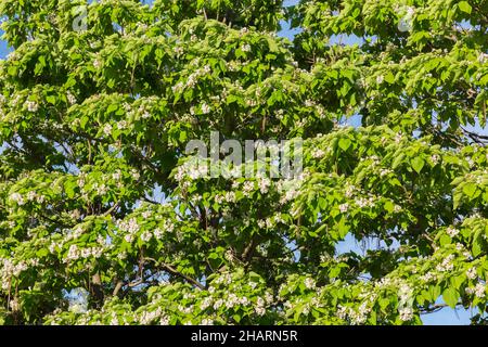 Catalpa speciosa - nördlicher Catalpa Baum mit weißen Blüten und Samenkapseln im Frühling. Stockfoto