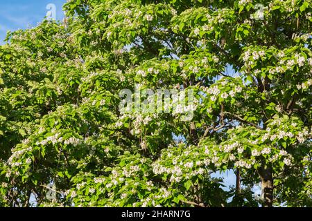 Catalpa speciosa - Northern Catalpa Bäume mit weißen Blüten und Samenkapseln im Frühjahr. Stockfoto