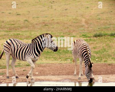Zwei Zebras (Hippotigris) Trinkwasser Stockfoto