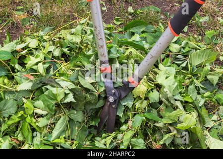 Gartenscheren in Haufen von getrimmten Laubblättern und Vitis - Reben. Stockfoto