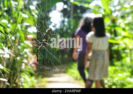 Die Spinne Nephila pilipes, die als nördlicher Goldener Orbis-Weber oder riesiger Goldener Orbis-Weber bekannt ist, ist eine Spinnenart, die zur Klasse Arachnida gehört Stockfoto