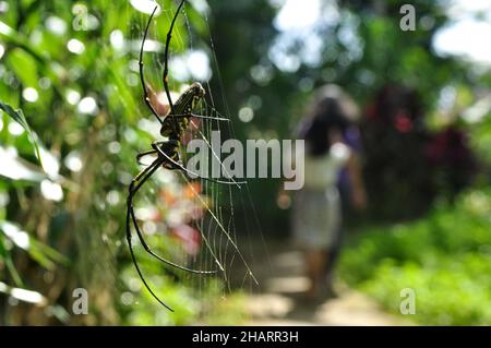 Die Spinne Nephila pilipes, die als nördlicher Goldener Orbis-Weber oder riesiger Goldener Orbis-Weber bekannt ist, ist eine Spinnenart, die zur Klasse Arachnida gehört Stockfoto