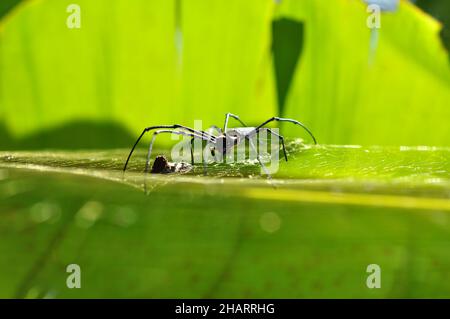 Die Spinne Nephila pilipes, die als nördlicher Goldener Orbis-Weber oder riesiger Goldener Orbis-Weber bekannt ist, ist eine Spinnenart, die zur Klasse Arachnida gehört Stockfoto