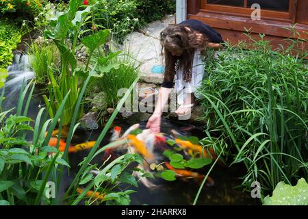 Eigenheimbesitzer Koi - Japanischer Karpfenfisch im Teich mit Zantedeschia - Calla Lily, Dichromena colorata - Weißes Sterngras, Ruellia in Nische. Stockfoto