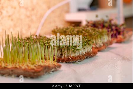 Nahaufnahme von Mikro-Grüns aus Senf, Rucola und anderen Pflanzen zu Hause. Senf und Rucola wachsen in Nahaufnahme zu Hause. Das Konzept von vegan und Stockfoto