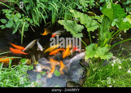 Koi - Japanischer Karpfenfisch im Teich mit Ruellia, Zantedeschia - Calla Lily, Dichromena colorata - Weißes Sterngras im Garten. Stockfoto
