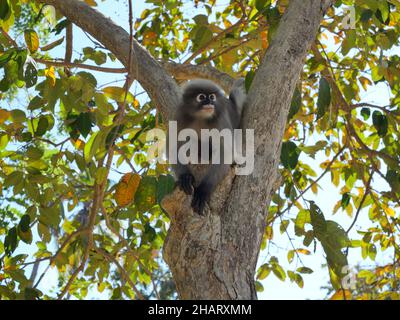 Affe mit dunklem Blatt am Baum, Ein Waldsäuger mit grünen Bäumen und Sträuchern Stockfoto