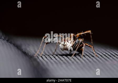 Spinne, Portia fimbriata, Salticidae, Satara, Maharashtra, Indien Stockfoto