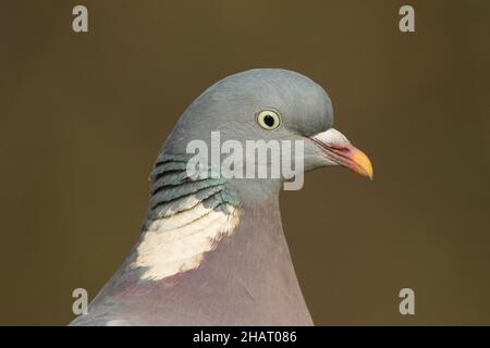 Ein Kopf eines hübschen Woodpigeon, Columba Palumbus. Stockfoto