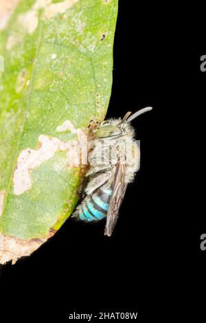 Lateral der Blaubienen, Amegilla cingulata, Satara, Maharashtra, Indien Stockfoto