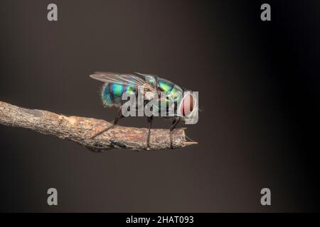 Seitlich der Blauen Flaschenfliege, Calliphora vomitoria, Satara, Maharashtra, Indien Stockfoto