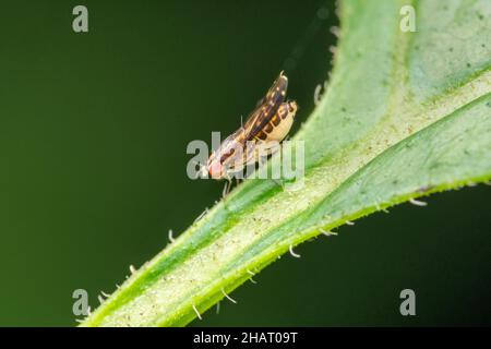 Seitlich der Fruchtfliege, Drosophilidae, Pune, Maharashtra, Indien Stockfoto