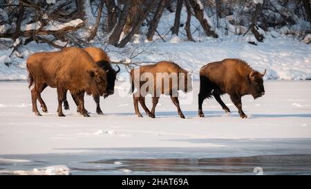 Herde europäischer Bisons, die im Winter auf Schnee laufen Stockfoto