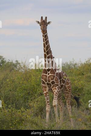 Porträt einer verketteten Giraffe, die wachsam und neugierig mit Himmel im Hintergrund im wilden Meru-Nationalpark in Kenia steht Stockfoto