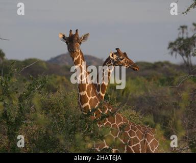 Zwei Netzgiraffen, die im dramatischen Sonnenlicht des wilden Meru National Park in Kenia zusammenstehen Stockfoto