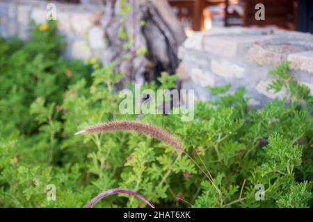 Aroma, Hintergrund, schön, Schönheit, Bett, Blüte, Blüte, hell, Nahaufnahme, Farbe, Tag, Flora, Blumen, Fragilität, Frisch, Garten, Gras, Grün Stockfoto