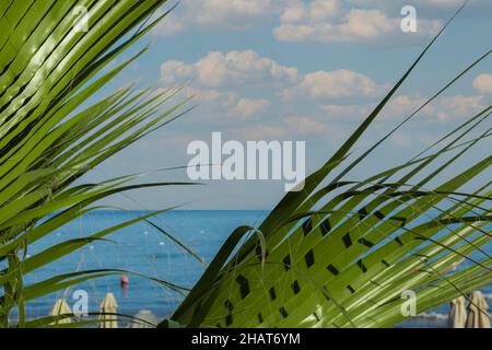 Blick auf den Strand auf der Antalya-Seite, Blick auf den Strand und das Meer durch die Blätter der Zwergpalme Stockfoto