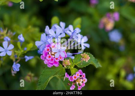 Zwei Blüten zusammen; rosa lantana Camara und auriculata plumbago. Verbene und Bleiblume. Selektiver Fokus. Stockfoto