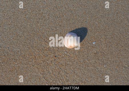 Eine einzelne Muschelschale auf dem Sand am Meer. Ideales Foto für Werbung oder Urlaubsbroschüre. Stockfoto
