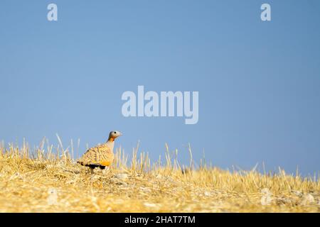 Wiedehopf, der Familie Upupidae und der Ordnung Upupiformes Stockfoto