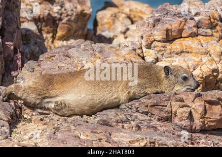 Dassie (Procavia capensis) liegt auf einem Felsen in der Bucht von Hermanus, Westkap von Südafrika Stockfoto