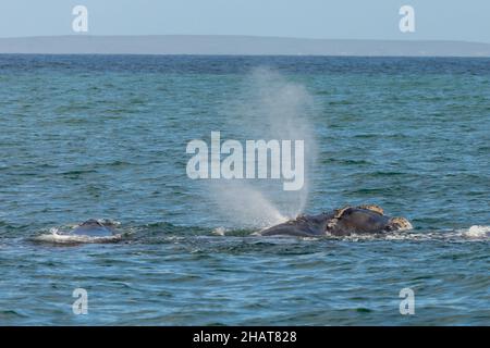 Whale in der Walker Bay bei Hemanus im westlichen Kap von Südafrika Stockfoto