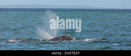 Wehender Südrechter Wal im indischen Ozean (Walker Bay of Hermanus) im westlichen Kap von Südafrika Stockfoto