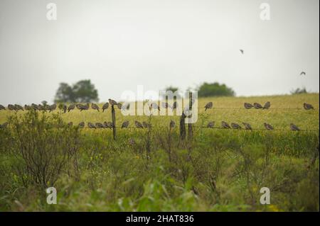 Wiedehopf, der Familie Upupidae und der Ordnung Upupiformes Stockfoto