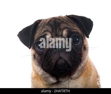 junger Mops vor weißem Hintergrund Stockfoto