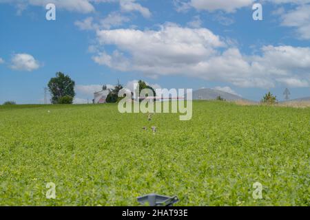 Schön, Schönheit, Blüte, Blüte, Blüte, Blau, blaublühend, Bokeh, Borretschfamilie, boraginaceae, Hummel, Nahaufnahme, Küstengewächse, Echium vulgare, E Stockfoto