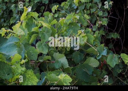 Weinrebe, mit großen grünen Blättern und Trauben. Stockfoto