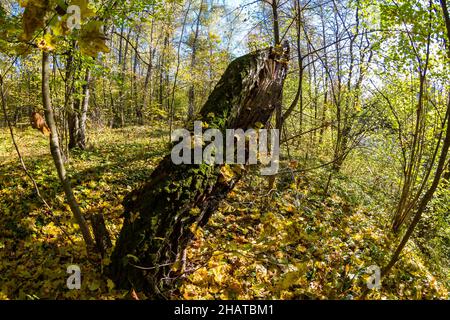 Alte faule Birke Stamm mit grünem Moos in hellgelben Herbstwald bedeckt, Weitwinkel Fischauge Ansicht Stockfoto