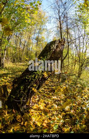 Alte faule Birke Stamm mit grünem Moos in hellgelben Herbstwald bedeckt, Weitwinkel Fischauge Ansicht Stockfoto
