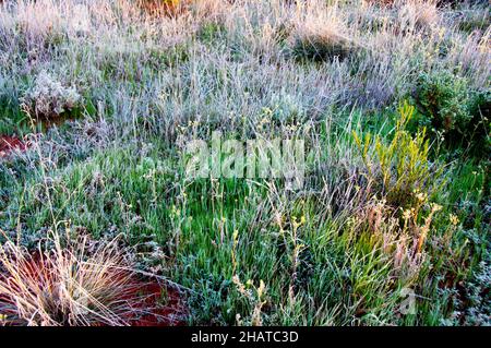 Frost im australischen Outback Stockfoto