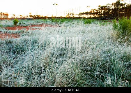 Frost im australischen Outback Stockfoto