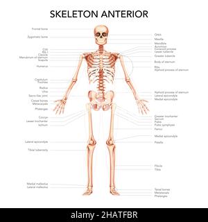 Skelett menschliches Diagramm Vorderansicht mit Hauptteilen beschriftet. Flache natürliche Farbe Stil Vektor-Illustration didaktischen Board der Anatomie isoliert medizinische Infografik Banner, menschlichen Schädel Wirbelsäule Rippen Stock Vektor