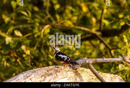 Great Spotted Woodpecker UK auf einem toten Baum Stockfoto