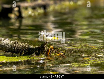 Gray Wagtail UK thront auf einem teilweise untergetauchten Zweig Stockfoto