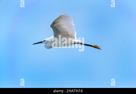 Seidenreiher im Flug gegen blauen Himmel Stockfoto