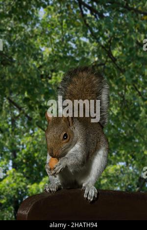 Graue Eichhörnchen Auf Der Bank Essen Mandelmutter Stockfoto