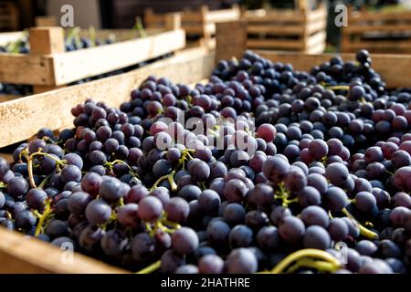 Holzkiste voller frisch geernteter schwarzer oder violetter Trauben von einem Weingut in einer Nahaufnahme im Freien bei Sonnenlicht in einer Weinherstellung und Landwirtschaft c Stockfoto