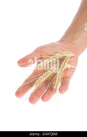 Korn, Hand, Person, Halten, trocken, Roggen, Ähren von Korn, Ähren von Korn, Stroh, essen, Essen, Mann, Finger, Leben, alt, Frisch, Grundnahrungsmittel, Herkunft, echt, iso Stockfoto